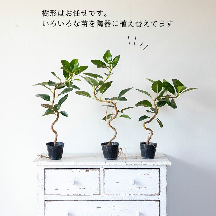 フランスゴムの木「幹曲がり」を陶器鉢で|インテリア観葉植物 フランスゴムの木「幹曲がり」を陶器鉢で|インテリア観葉植物