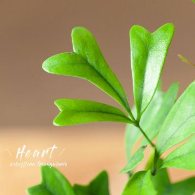 ハートの木 トライアンギュラリス シェフレラ属の丈夫な観葉植物 ハートの木 トライアンギュラリス シェフレラ属の丈夫な観葉植物