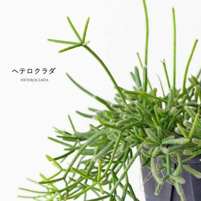 吊るす観葉植物 鉢を天井から吊り下げる 植物おしゃれインテリア