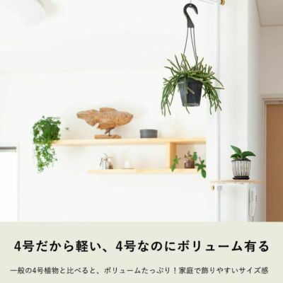 吊るす観葉植物 鉢を天井から吊り下げる 植物おしゃれインテリア