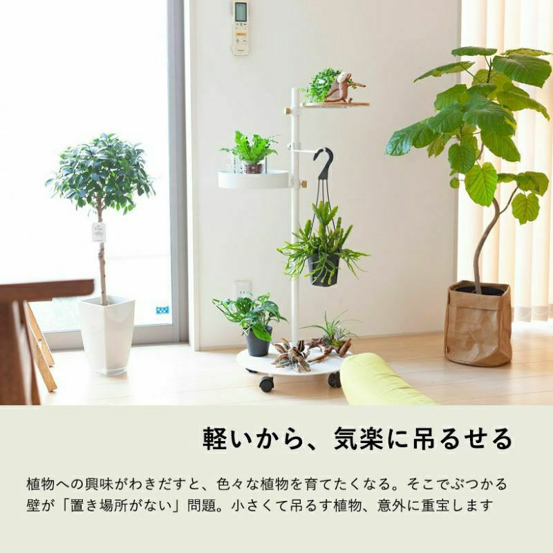 リプサリス「小さめで吊るしやすい」おすすめ5品種｜e-花屋さん