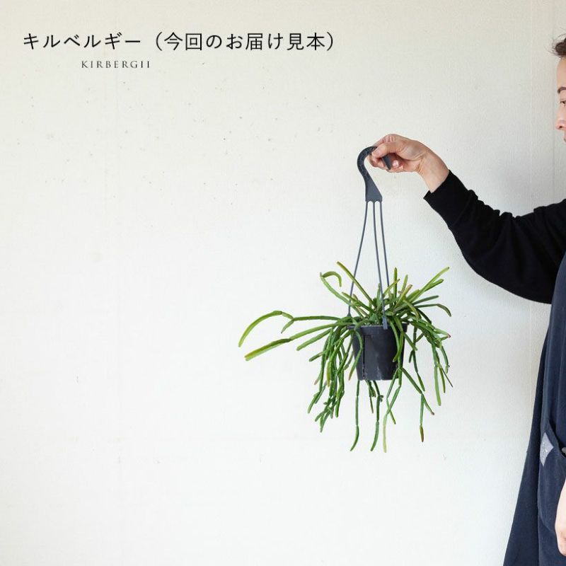 リプサリス「小さめで吊るしやすい」おすすめ5品種｜e-花屋さん