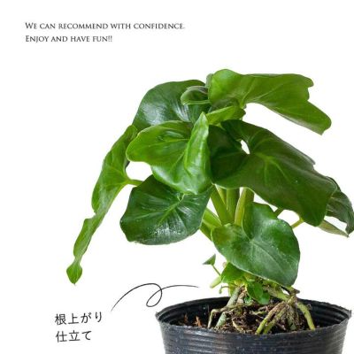セローム・スーパーアトム（フィロデンドロン）育て方付きe-花屋さん