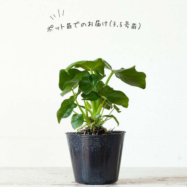 セローム・スーパーアトム（フィロデンドロン）育て方付きe-花屋さん