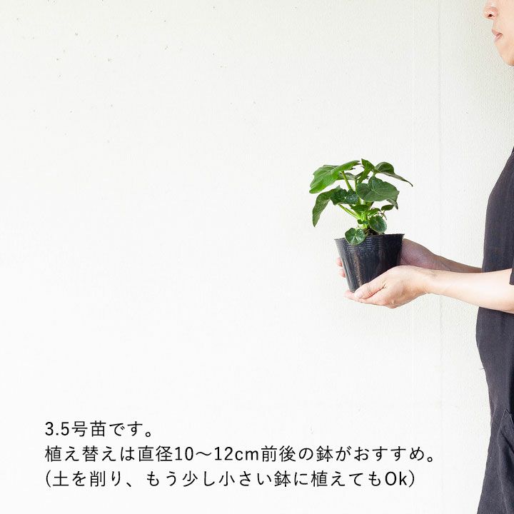 18％OFF】 観葉植物 フィロデンドロン セローム スーパーアトム 4号鉢 受け皿付き 育て方説明書付き Philodendron selloum  コンパクト 矮性品種 大きくならない www.misscaricom.com