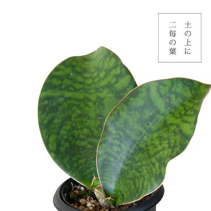 サンスベリア・マッソニア―ナ｜育てやすい観葉植物[公式] e-花屋さん