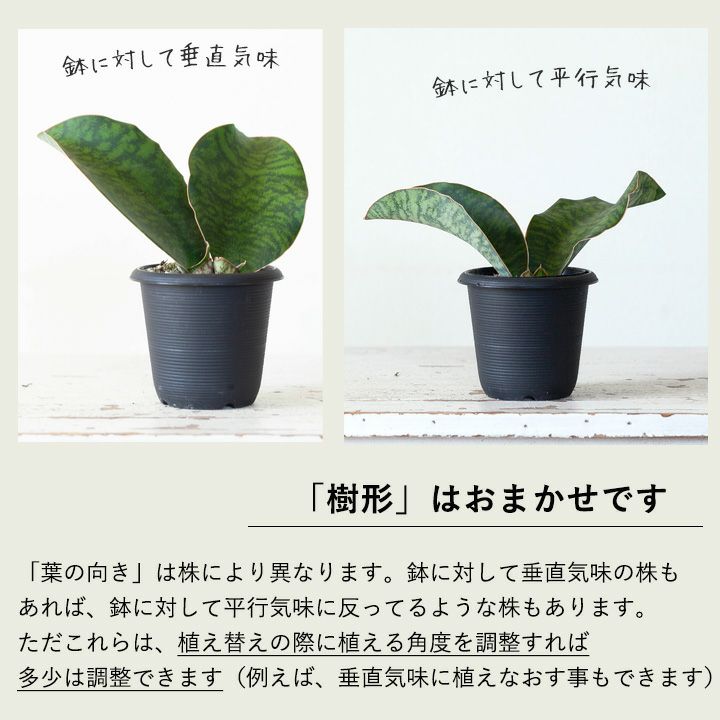 サンスベリア・マッソニア―ナ｜育てやすい観葉植物[公式] e-花屋さん