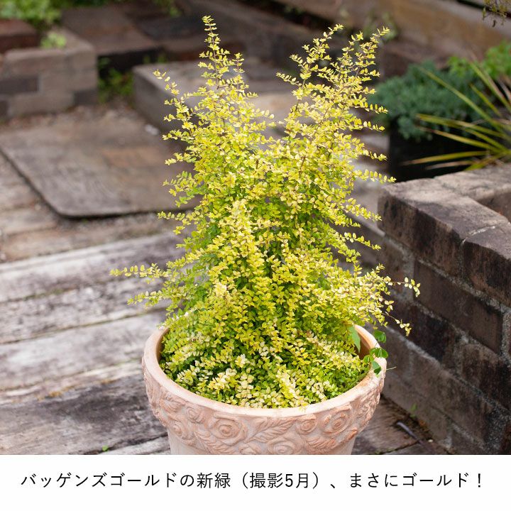ロニセラニティダ ハニーサックル 剪定 植え替え 育て方付きe花屋