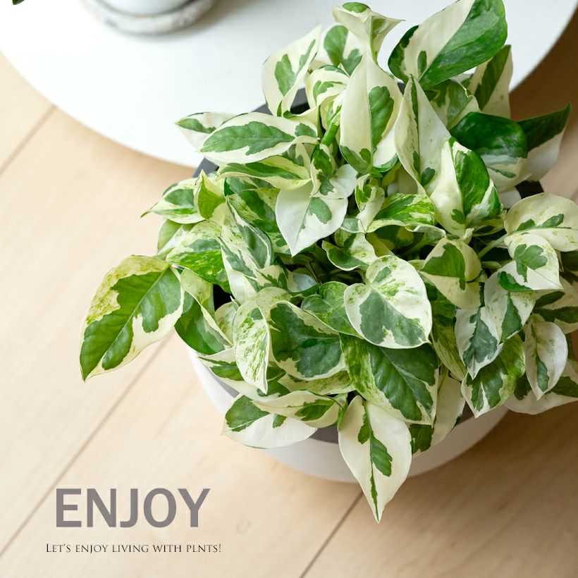 観葉植物の選び方 植物名から探す 公式 E 花屋さん 本店