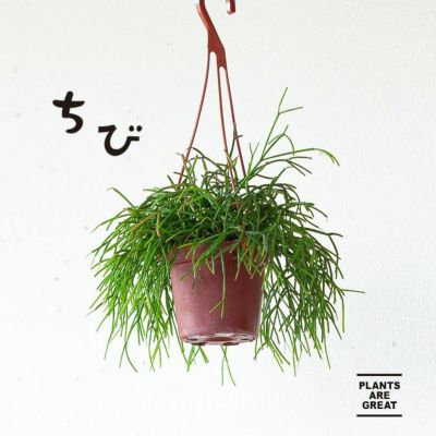 リプサリス属人気22種 育て方付き 森林サボテン 多肉通販