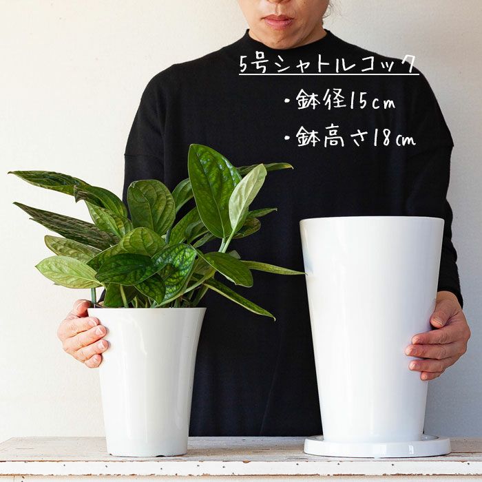 観葉植物 約1.6メートル 白い鉢 縦に長い、白の陶器鉢｜5～6号の観葉植物の植え替えに[公式] e-花屋さん