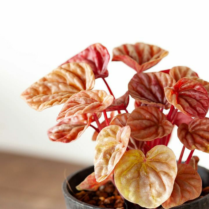 ペペロミア・キトの葉