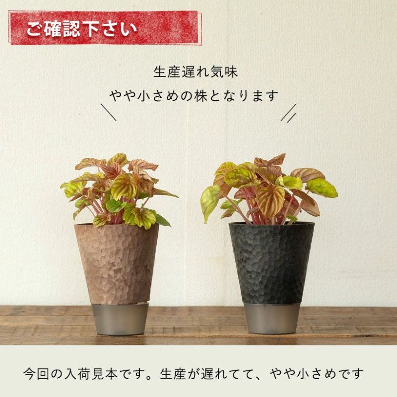 ペペロミアキトを花台に