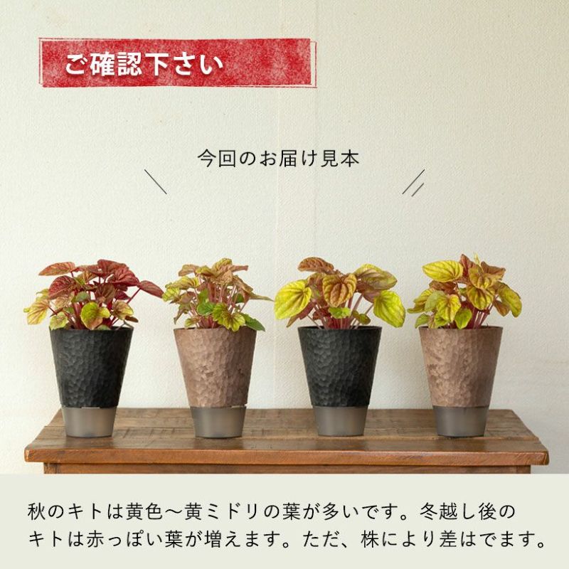 ペペロミアキトを花台に