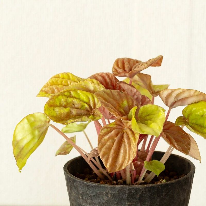 ペペロミアキトを花台に