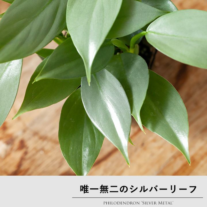 シルバーメタル｜フィロデンドロンで最も美しい！銀メタルの観葉植物