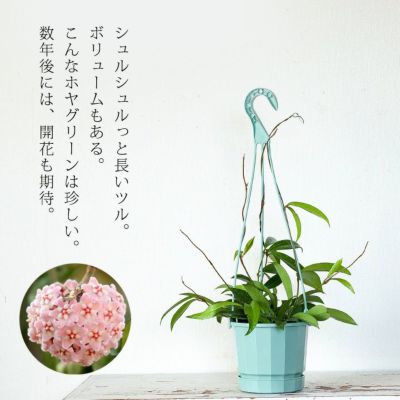 観葉植物『ホヤ』カルノーサ他21種！花、育て方｜サクララン属