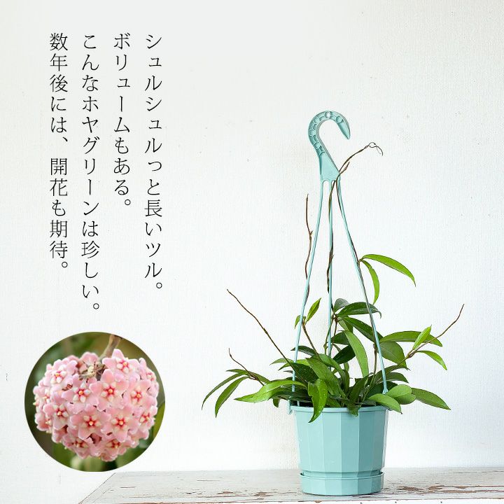ホヤ・カルノーサ”グリーン” 育て方付き！おしゃれ観葉植物e-花屋さん