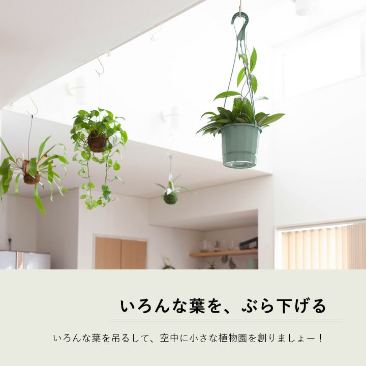 ホヤ・カルノーサ”グリーン” 育て方付き！おしゃれ観葉植物e-花屋さん