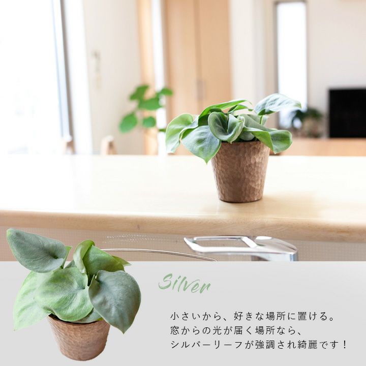 20%OFF】 スキンダプサス オルモストシルバー 苔玉 観葉植物