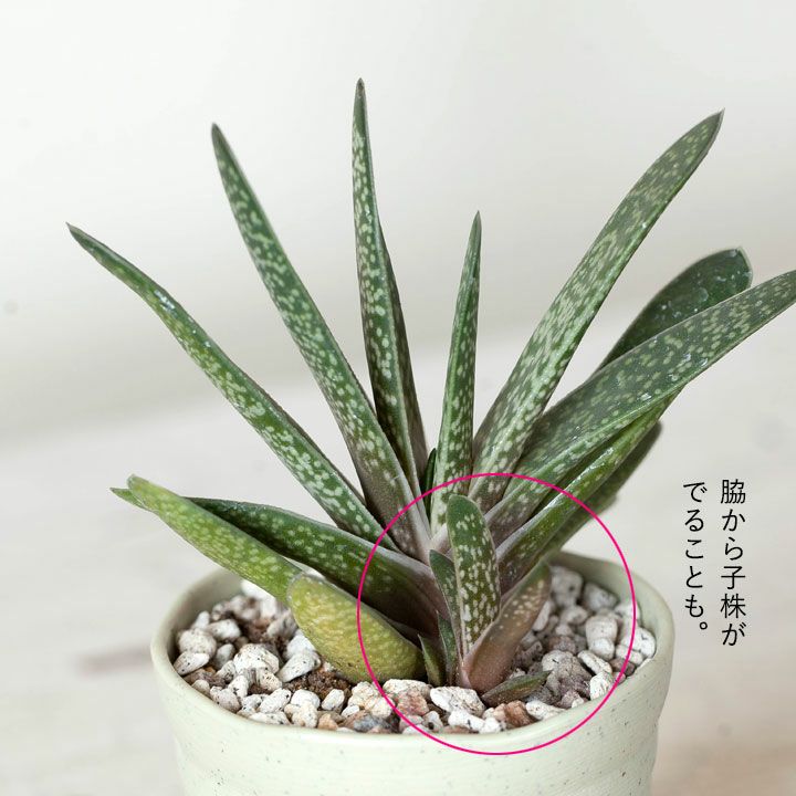 グリーンワイパー（ガステリア）｜多肉植物[公式] e-花屋さん 
