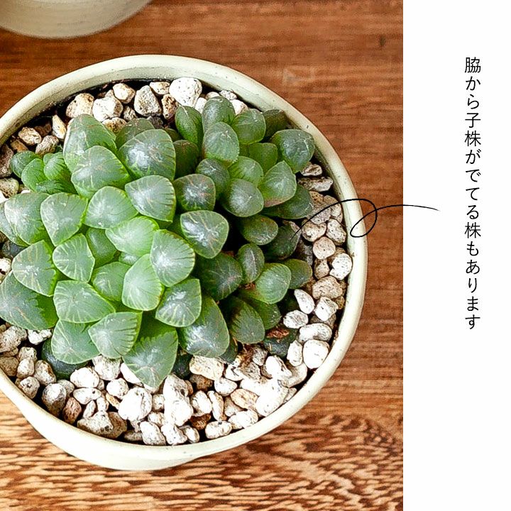 ハオルチアオブツーサ(トゥルンカータ)透明な窓を持つ多肉植物 ハオルチアオブツーサ(トゥルンカータ)透明な窓を持つ多肉植物
