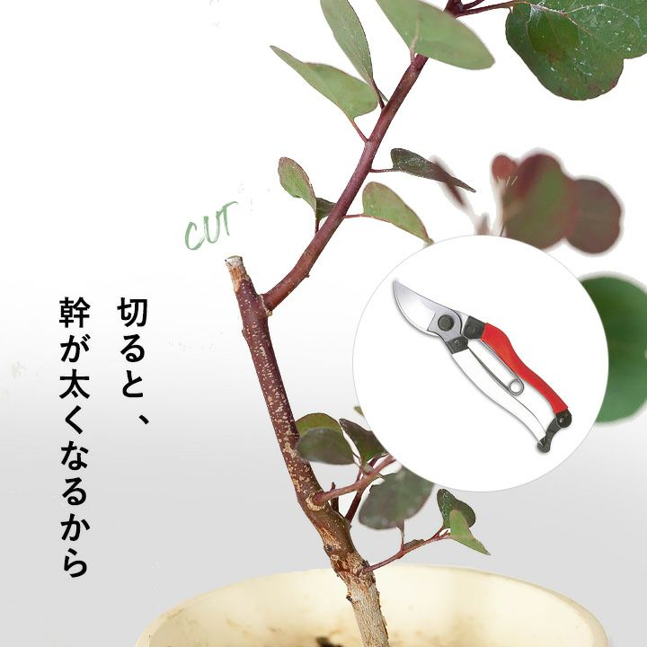 ユーカリ ポポラス 切り枝 - その他観葉植物
