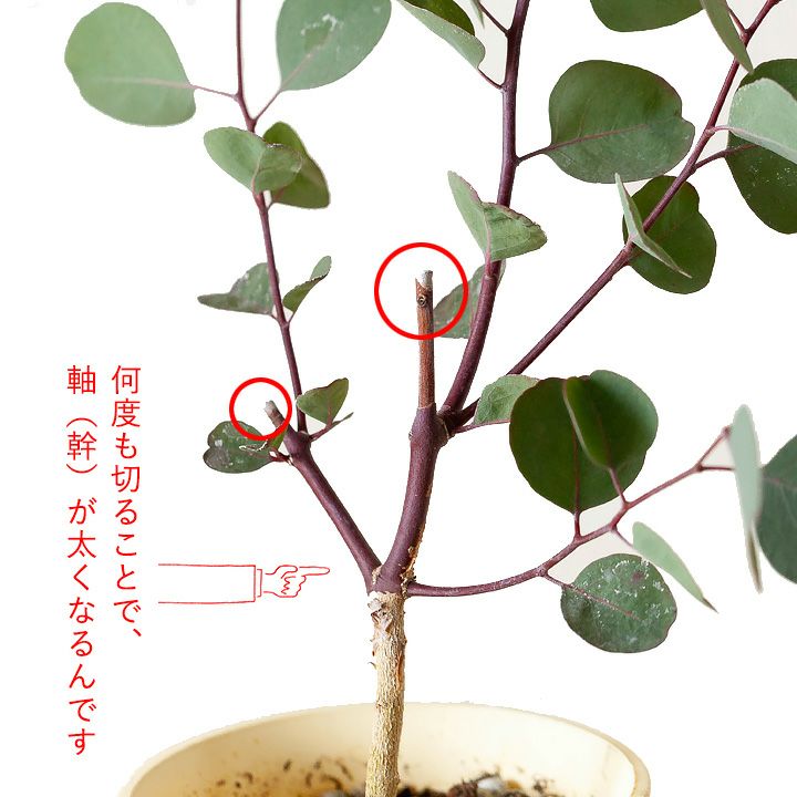 ポポラス - 植物/観葉植物