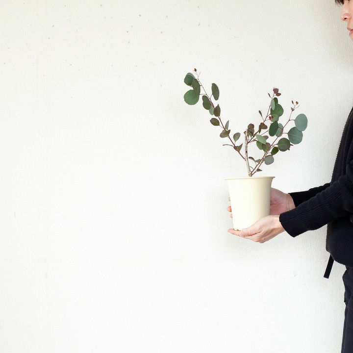 ユーカリ・ポプルネア（ポポラス）剪定してあるので4号では幹太