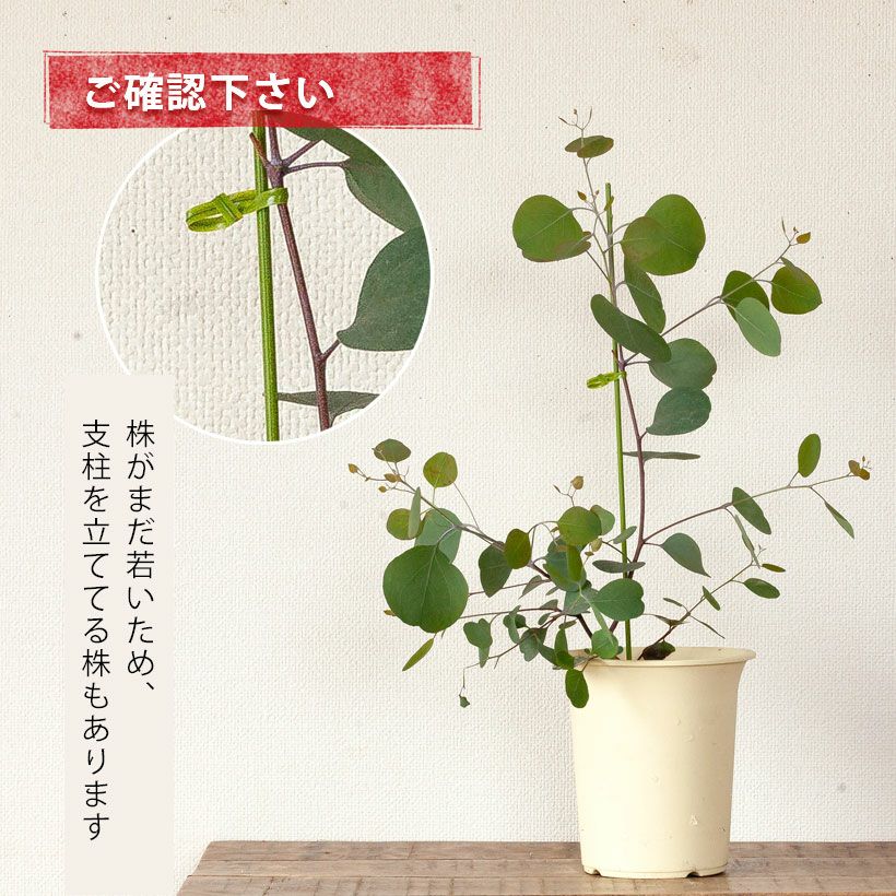 大株　ユーカリポポラス　約200cm 配送最大サイズ　ユーカリ　65 大株 ユーカリポポラス 約200cm 配送最大サイズ ユーカリ 65