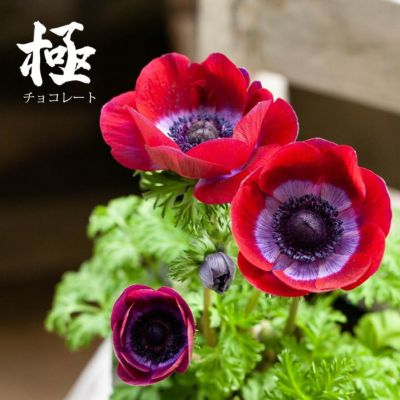 000000004508-01-m.jpg?t=