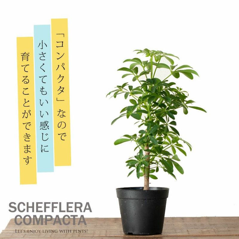 カポックの矮性種・観葉植物シェフレラコンパクタ4号鉢|e-花屋 カポックの矮性種・観葉植物シェフレラコンパクタ4号鉢|e-花屋