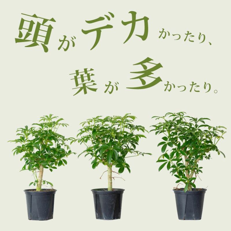 シェフレラ・ムーンドロップ