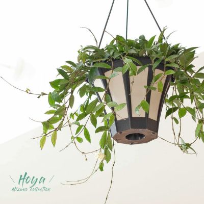 吊るす観葉植物 鉢を天井から吊り下げる 植物おしゃれインテリア