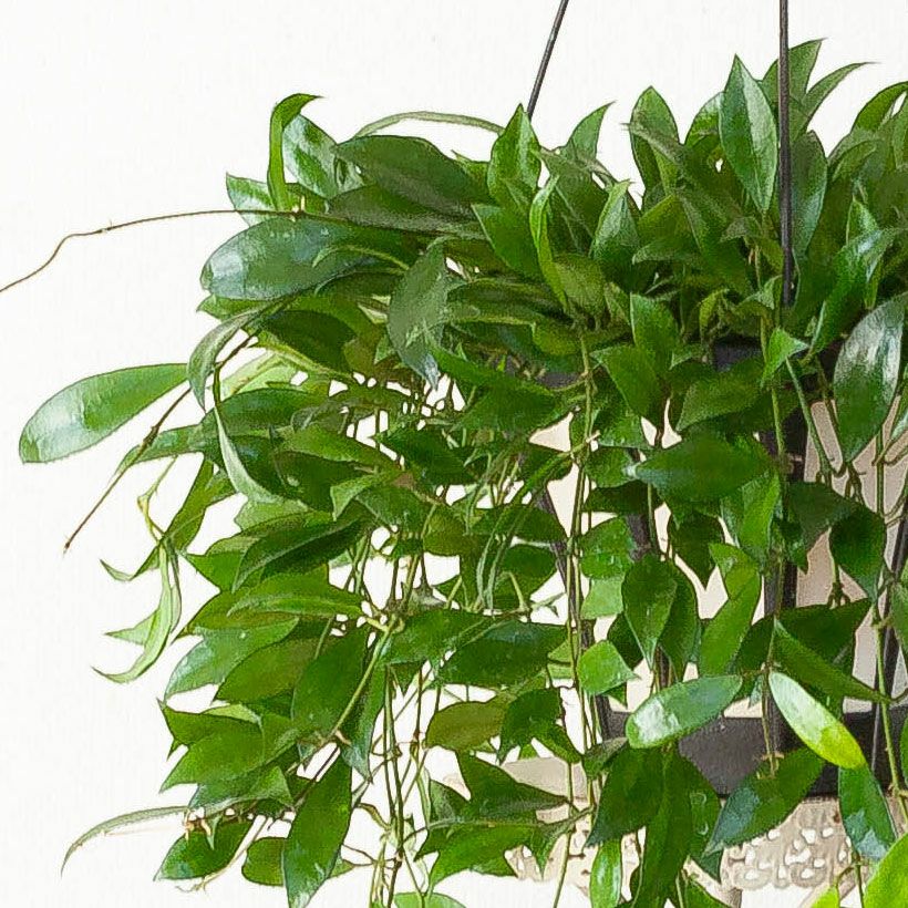 ホヤ・ラクノーサ吊り鉢｜白い花をたくさん咲かす希少種（育て方付き）