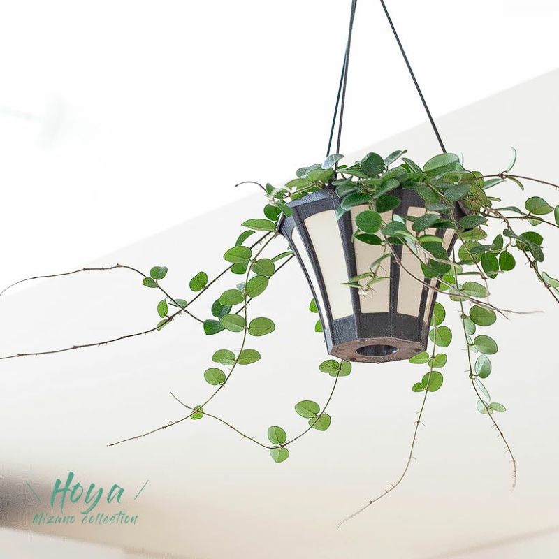 ホヤ　マチルダ　植え木鉢ごと Amazon.co.jp: PLANCHU 観葉植物 ホヤ マチルダ 4号吊り鉢 育て