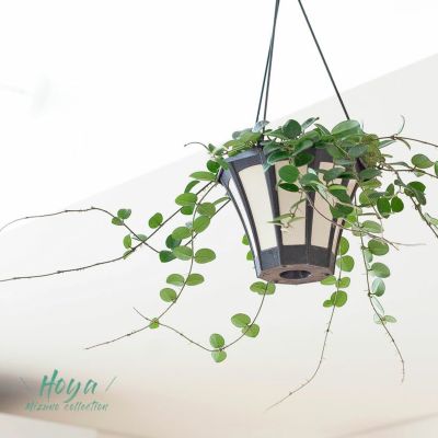 ホヤ　マチルダ　植え木鉢ごと ホヤ マチルダ 植え木鉢ごと