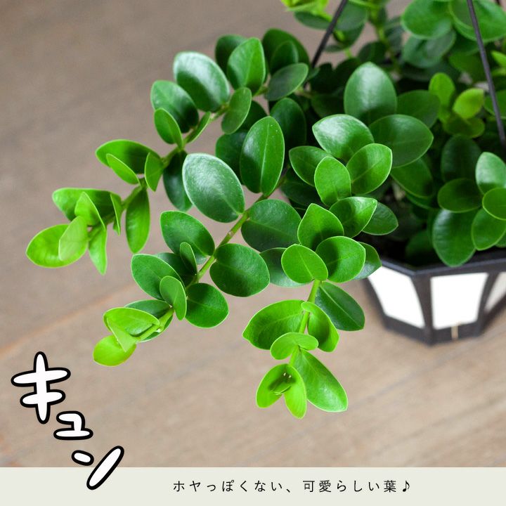 ホヤクミンギアナ（育て方付き）花咲く観葉植物Hoya cumingiana