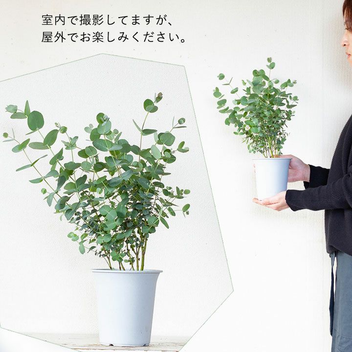 ユーカリ グニー 公式 E 花屋さん ユーカリ グニー 公式 E 花屋さん