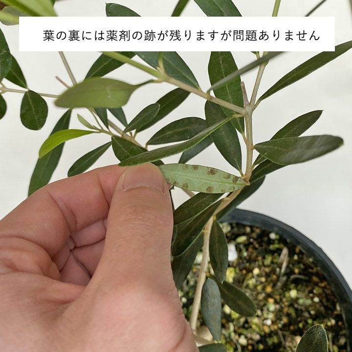 2024 オリーブの木 植栽 3m以上あります