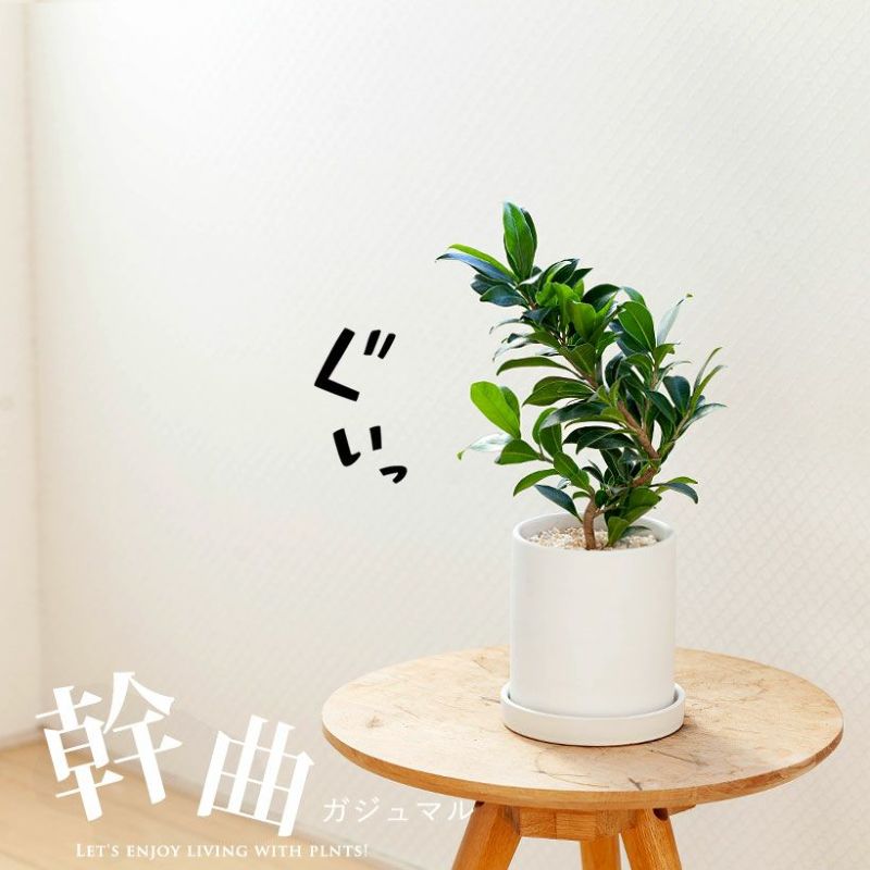 ガジュマルコンパクトを植え替えてお届け（セメントの植木鉢）