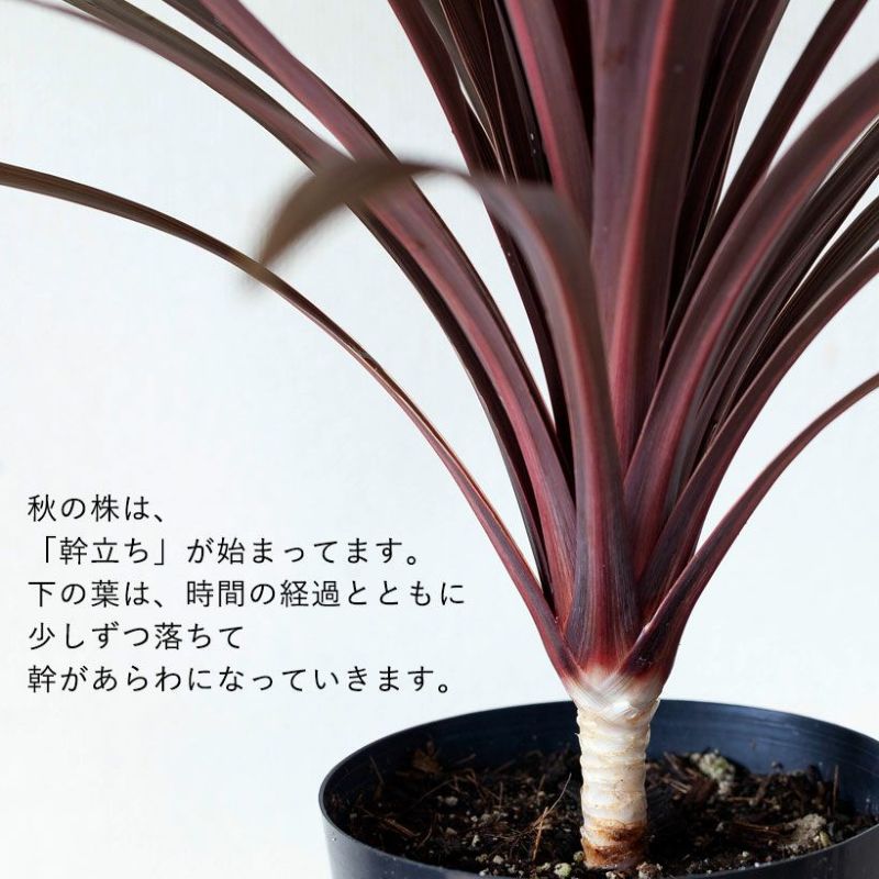 コルジリネレッドスター屋外冬越し｜鉢植え、暖地は庭（地植え）