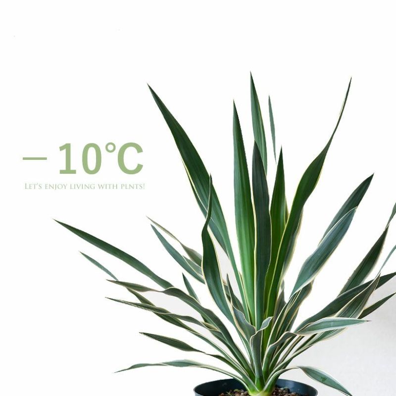 斑入りユッカグロリオサ耐寒性-10℃ドライガーデンに