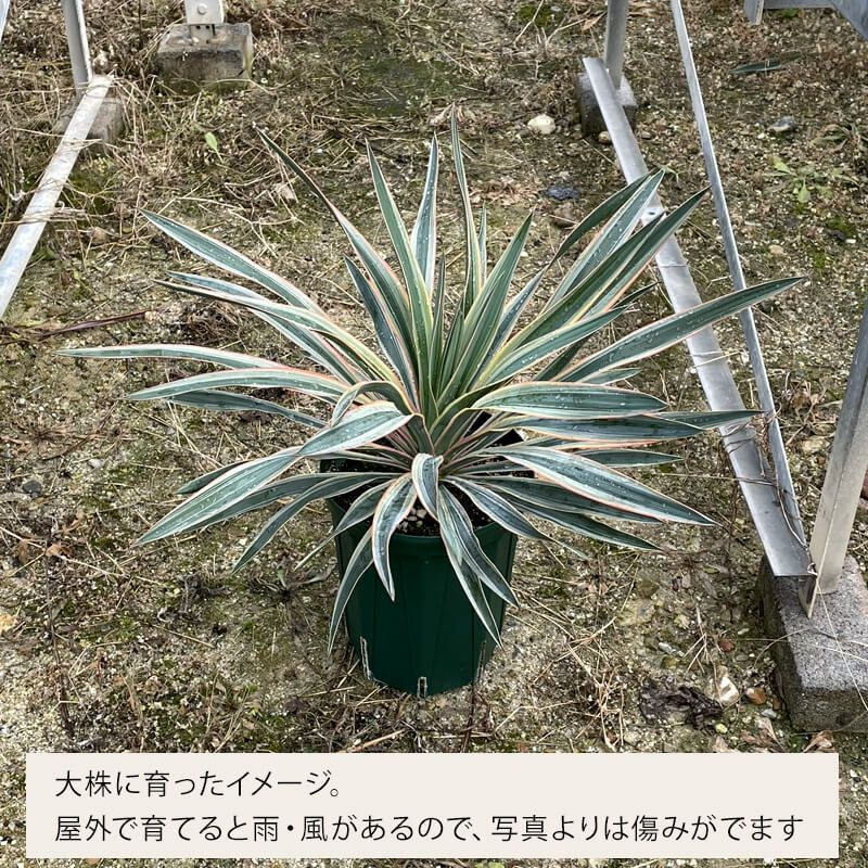 日本早割 2 ユッカ グロリオサ アツバキミガヨラン 植物/観葉植物 www