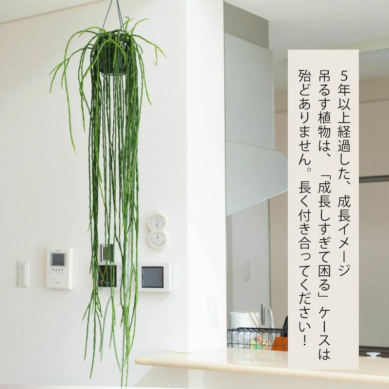 リプサリス・パラドクサ（多肉植物）育て方付き｜e-花屋さん