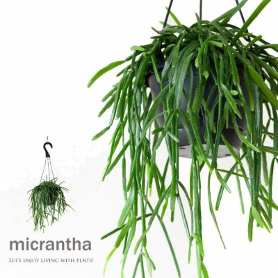 吊るす観葉植物 鉢を天井から吊り下げる 植物おしゃれインテリア 吊るす観葉植物 鉢を天井から吊り下げる 植物おしゃれインテリア