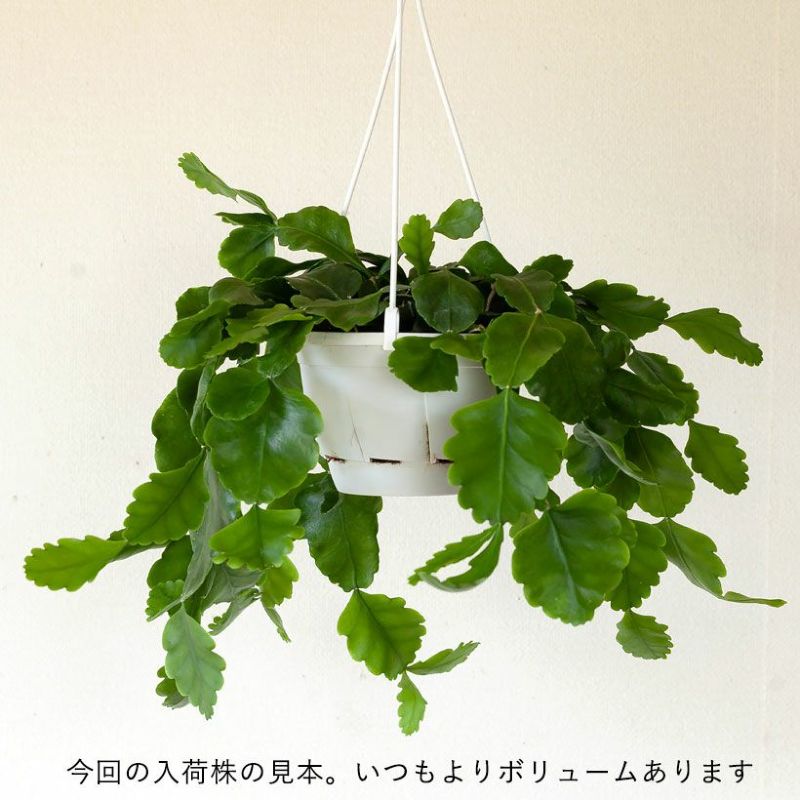 注目 リプサリス：ゴーベリアナ 5号吊鉢植え 園芸ネット | の