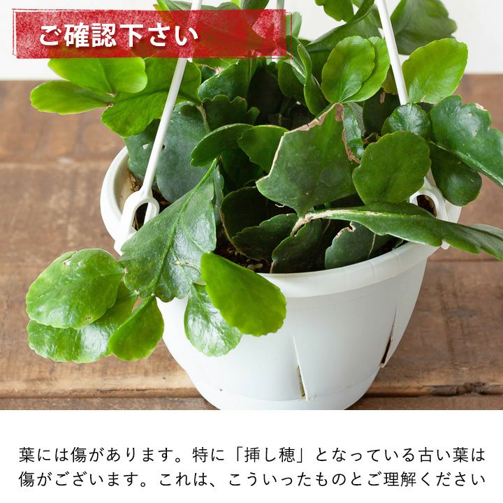おしゃれ 観葉植物：リプサリス ゴーベリアナ*5号 吊り鉢 : 遊恵