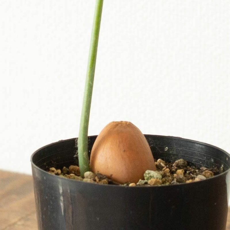 蘇鉄（サイカス）とディオーン