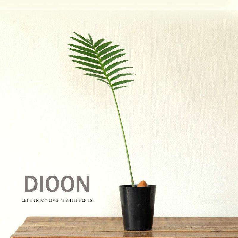 ディオーンの種子